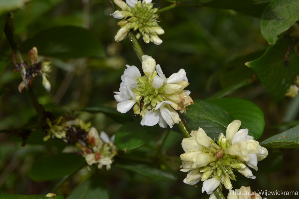 Dendrolobium triangulare (Retz.) Schindl.